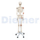 Human Skeleton 12